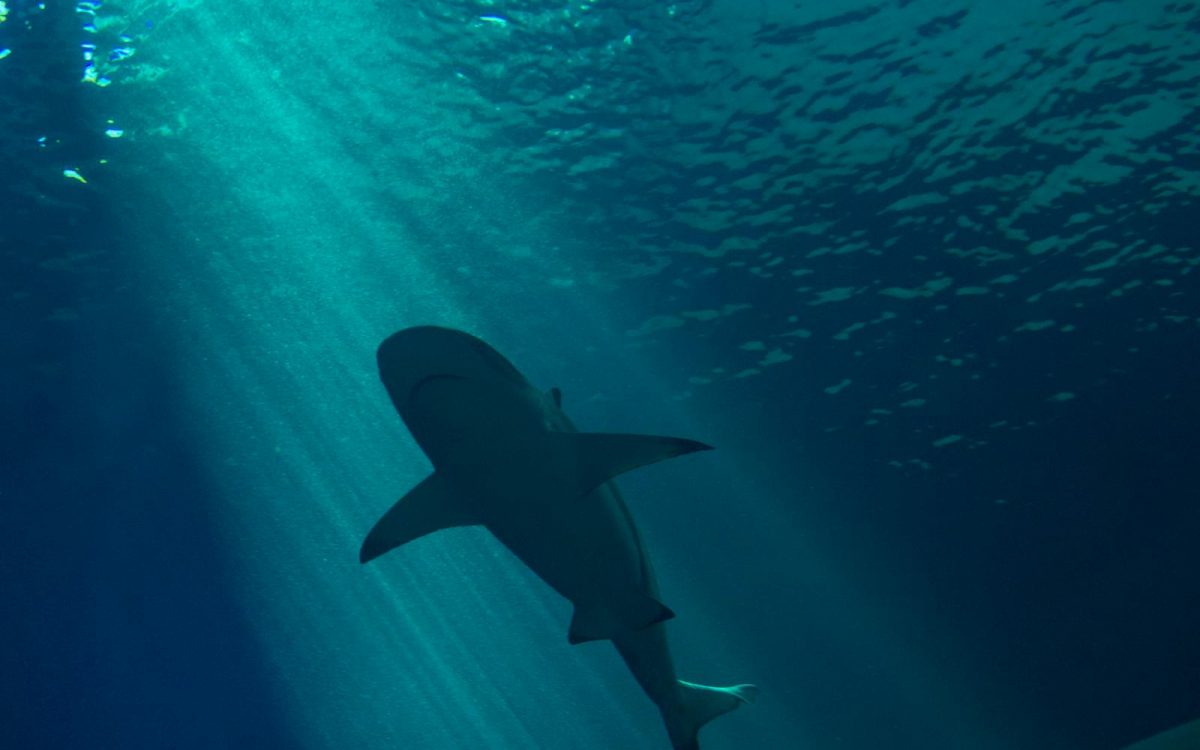 Shark Myths That Refuse to Die, and the Real Facts