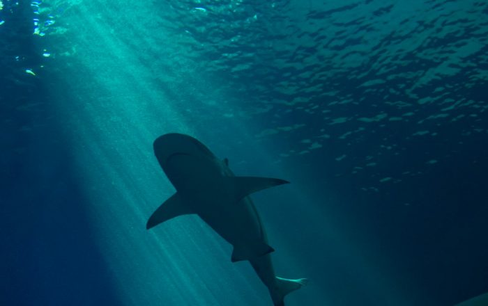 Shark Myths That Refuse to Die, and the Real Facts