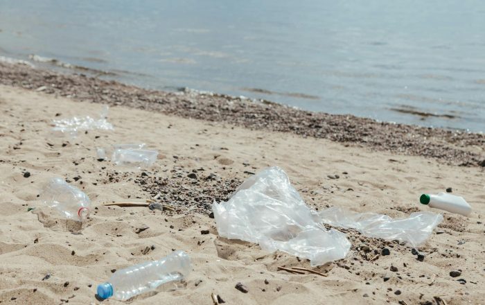 How Plastic Pollution Affects Wildlife, and What Reduces It