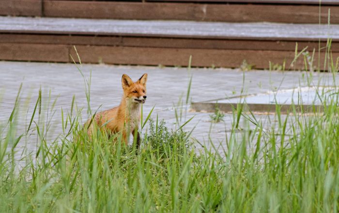 Human & Wildlife Coexistence