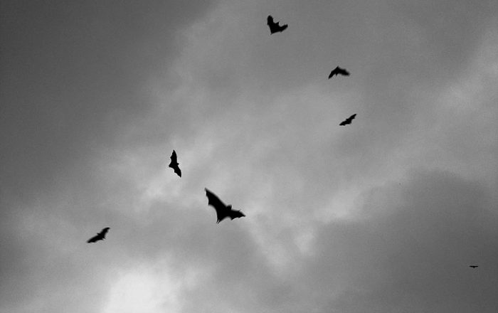Wildlife Myths & Facts